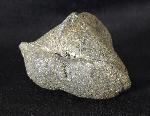 Paraspirifer bownockeri (STEWART 1927) - Bild &copy; FossNet FossilienStore